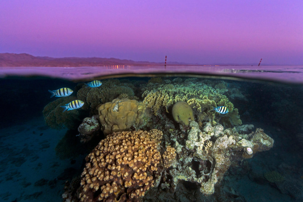 This photo illustrates the thriving reefs of the Gulf of Eilat and Aqaba, northern Red Sea with the sunset colors filling up the sky and the desert mountains that stand in great contrast with what lies beneath the sea surface.