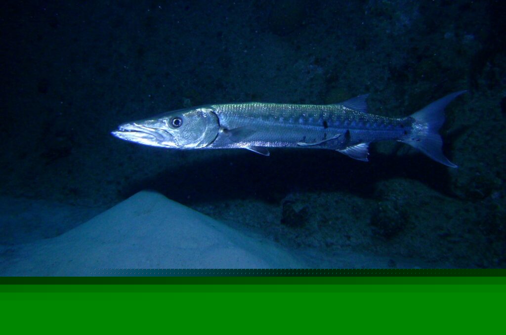 Barracuda