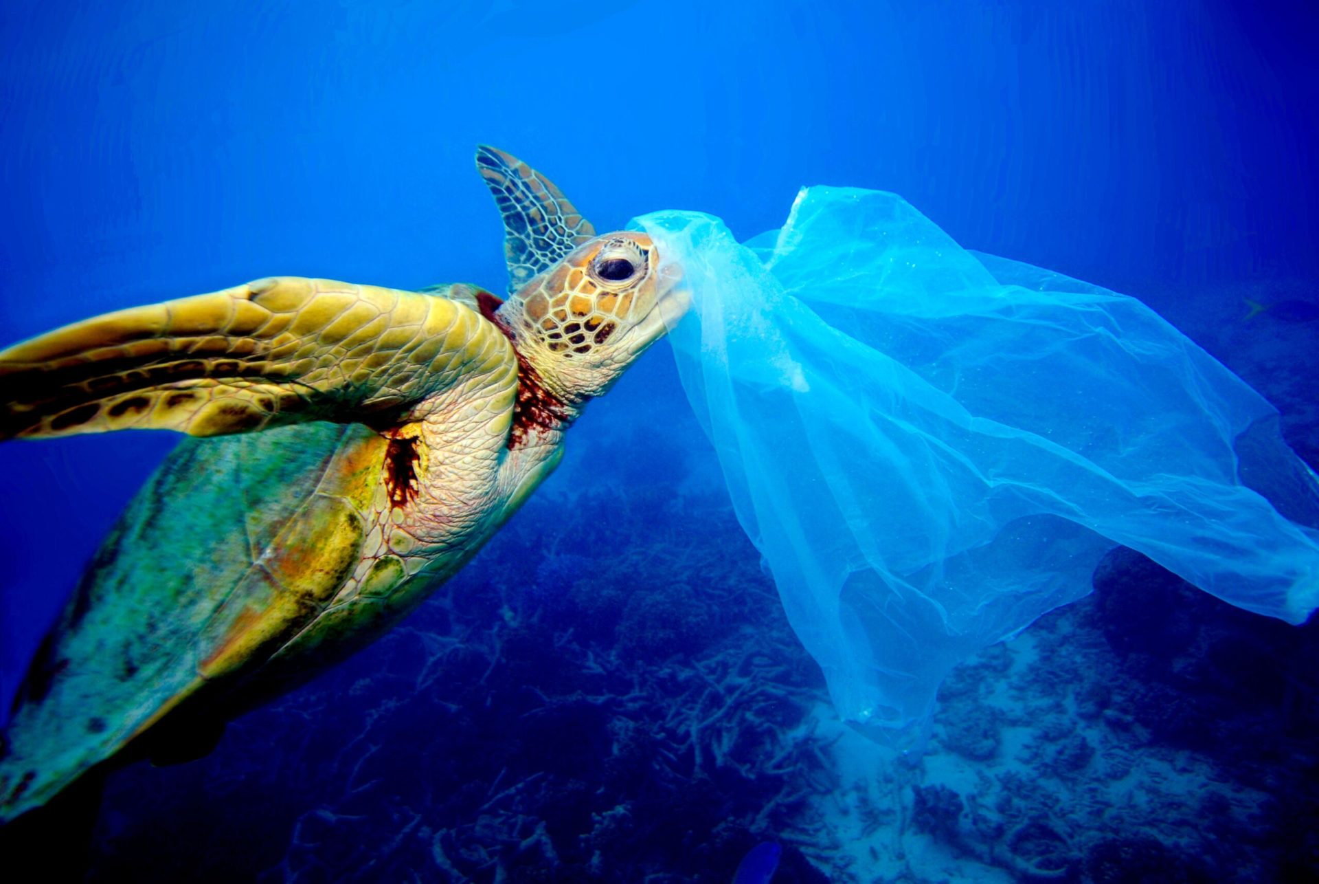 Green Turtle attempting to eat a discarded plastic bag
