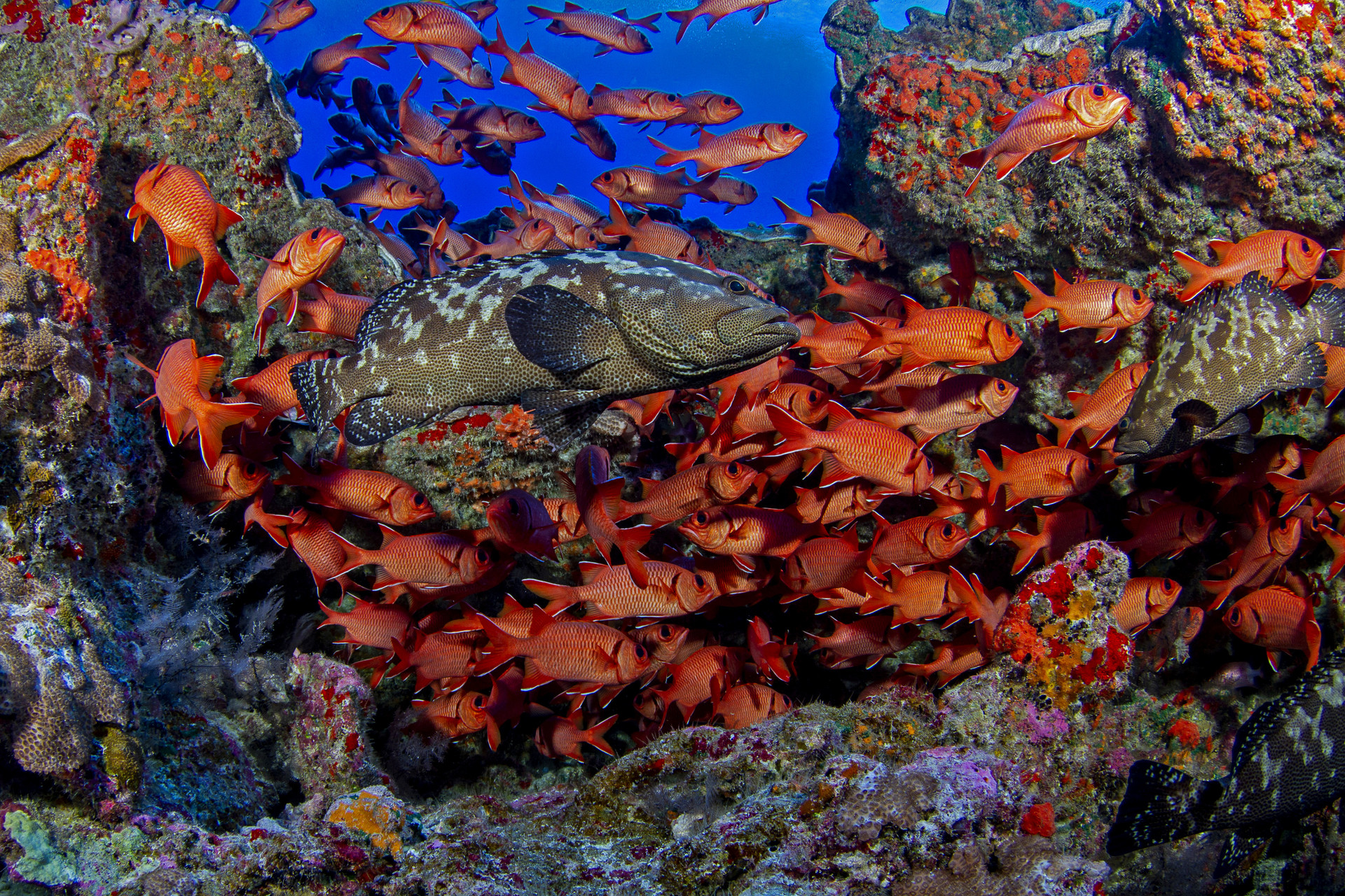 Around the full moon in June and July thousands of grouper congregate on the remote coral atolls in French Polynesia. These large fish all try to carve out small territories that they will defend until they spawn en masse at night. The only problem is that these reefs are already covered in huge masses of fish like the soldierfish surrounding the grouper.