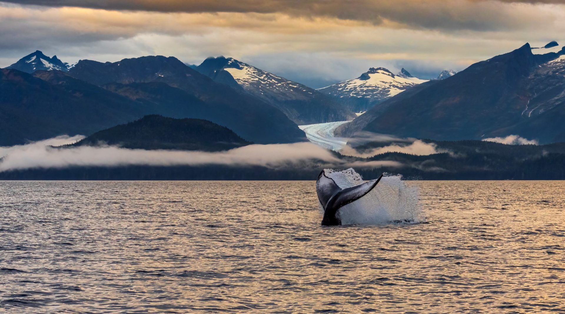 On the last whale watching trip of the summer with Jayleen's Alaska, as the sun was setting on a perfect September day in Alaska, she positioned the boat perfectly in front of Eagle Glacier to capture this humpback whale who was playfully tail and fin slapping.