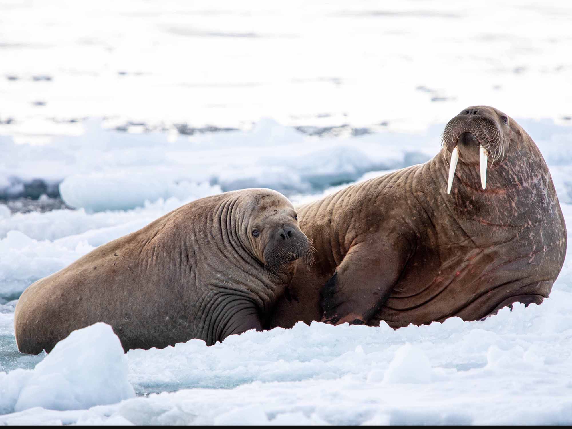 A mother walrus and her calf haul out on an ice floe in Svalbard.